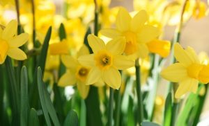 How are daffodils a choice for fragrances?